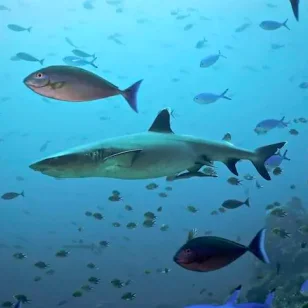 A shark sourounded by the school of fish on Crystal Rock dive site